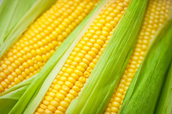 kukuřice